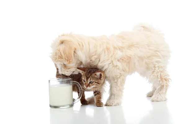 Chat et chien se nourrissent ensemble — Photo