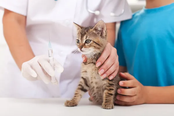 Mały kot w weterynarii - pierwsze szczepionki — Zdjęcie stockowe