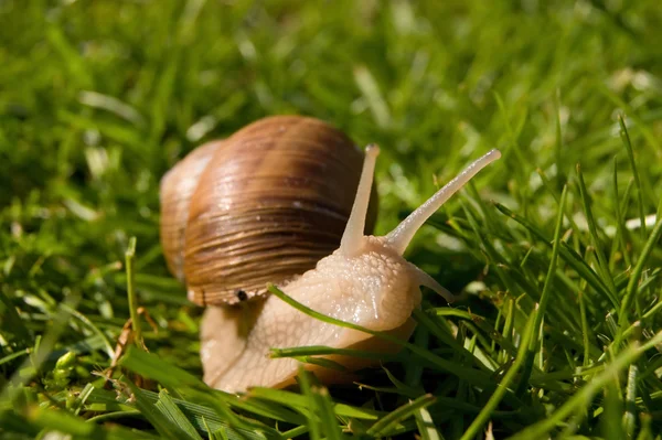 Detailed photography of Snail in the grass — Stock Photo, Image