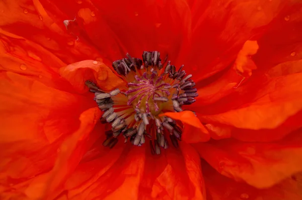 stock image Orange blossom