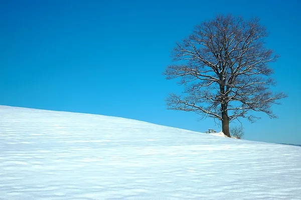 stock image Tree in winter