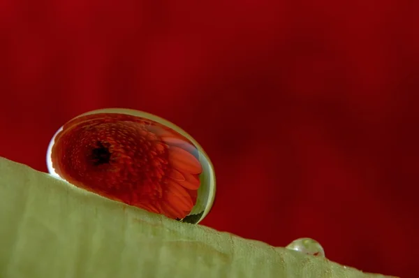 Flower in a drop — Stock Photo, Image