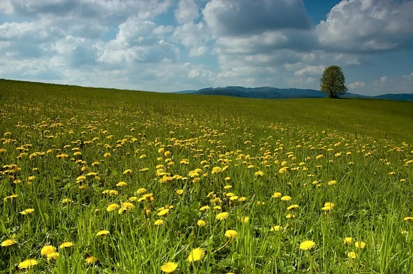 Prato primaverile — Foto Stock