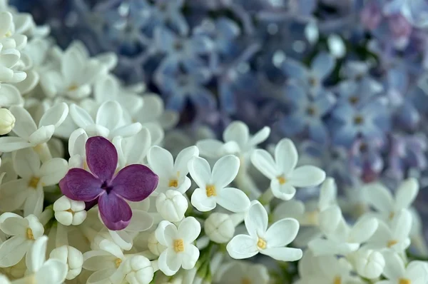 stock image Lilac flower