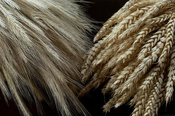 Pannocchie di grano secco — Foto Stock