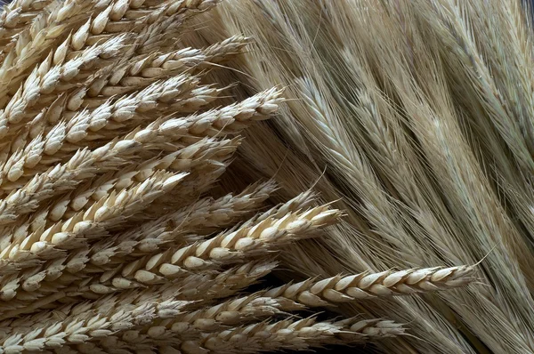 Dry grain cobs — Stock Photo, Image