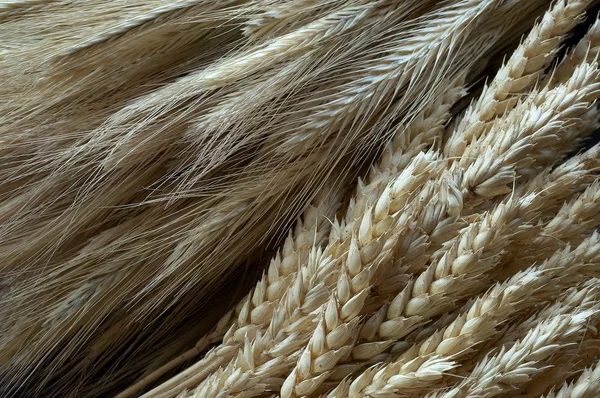 Mazorca de grano seco — Foto de Stock