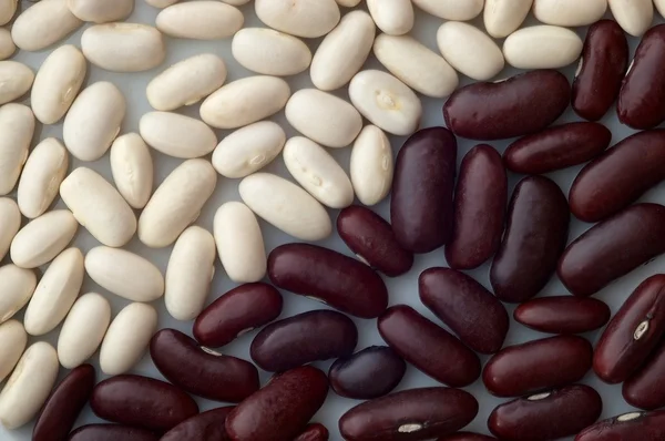 Two beans — Stock Photo, Image