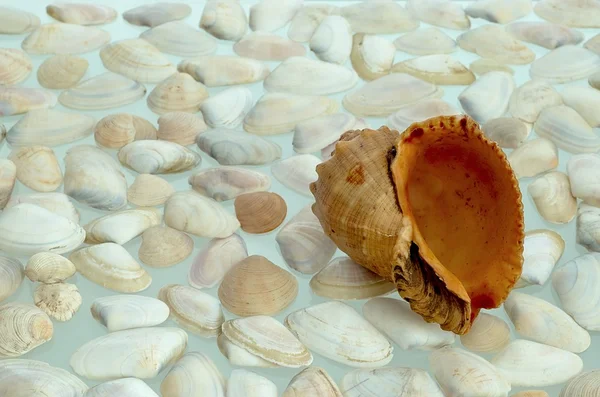 E conchas de concha — Fotografia de Stock