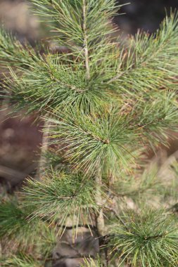 Siberian stone pine in April. clipart