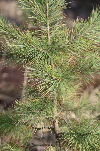 Siberische stenen pine in april. — Stockfoto