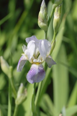 Fleur de luce.