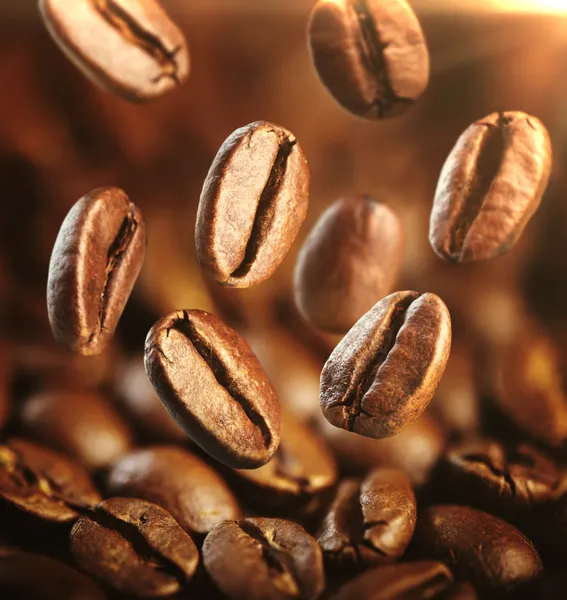 Kaffeebohnen im Herbst — Stockfoto