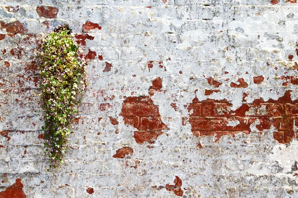 Roślin na ścianie — Zdjęcie stockowe