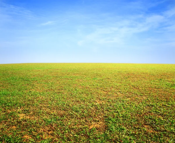 Блакитне небо і трава — стокове фото