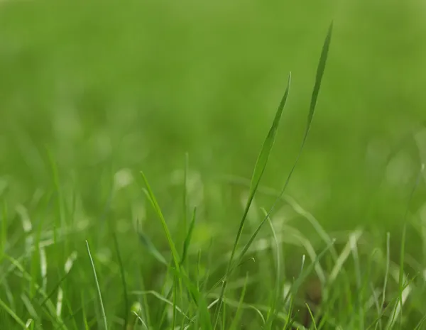 草特写gräs, närbild — Stockfoto
