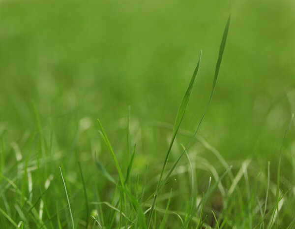 High resolution green grass closeup