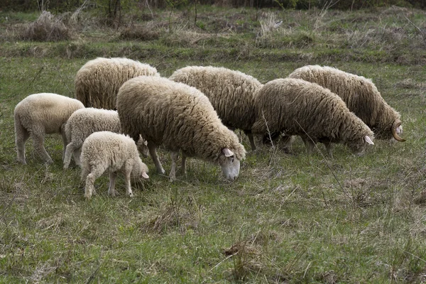Las ovejas —  Fotos de Stock