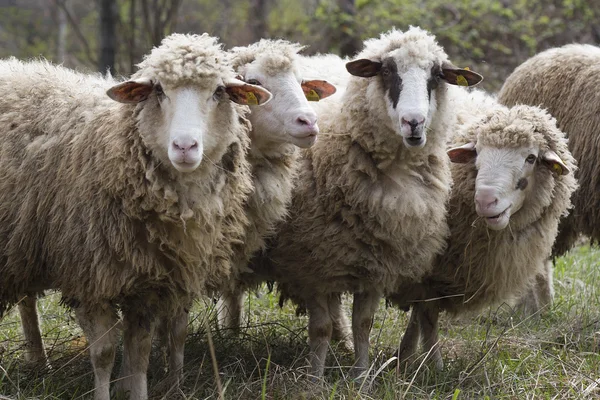 stock image Chipped sheep