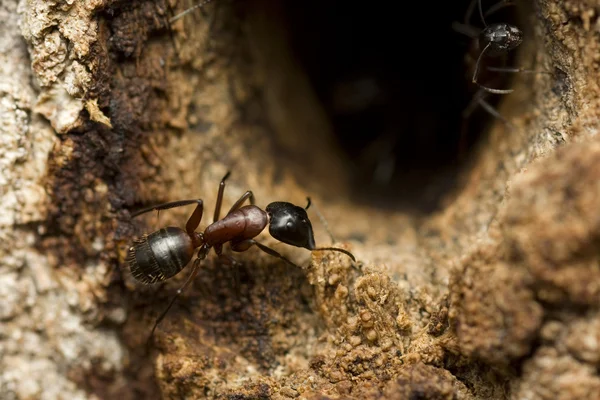 Big forest ant — Stock Photo, Image