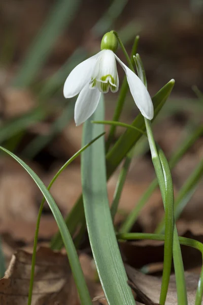 Gotas de nieve — Foto de Stock