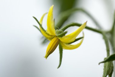 Flowers of tomato clipart