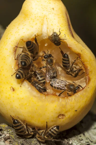 stock image Bees and pear