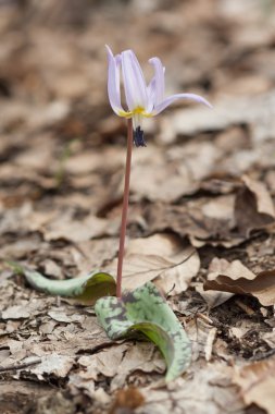 Alabalık Lily (Erythronium dens-büyük köpek)