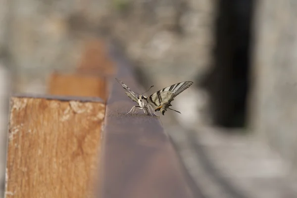 Eski Dünya swallowtail — Stok fotoğraf