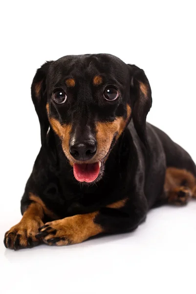 Смішний собака з язиком назовні — стокове фото