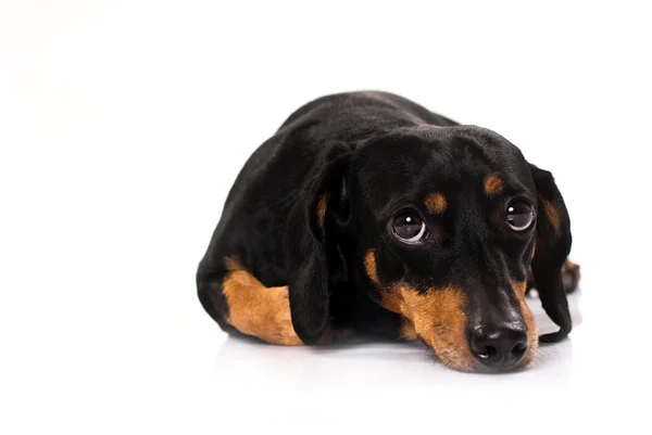 Zabawny pies rasy Dachshund — Zdjęcie stockowe