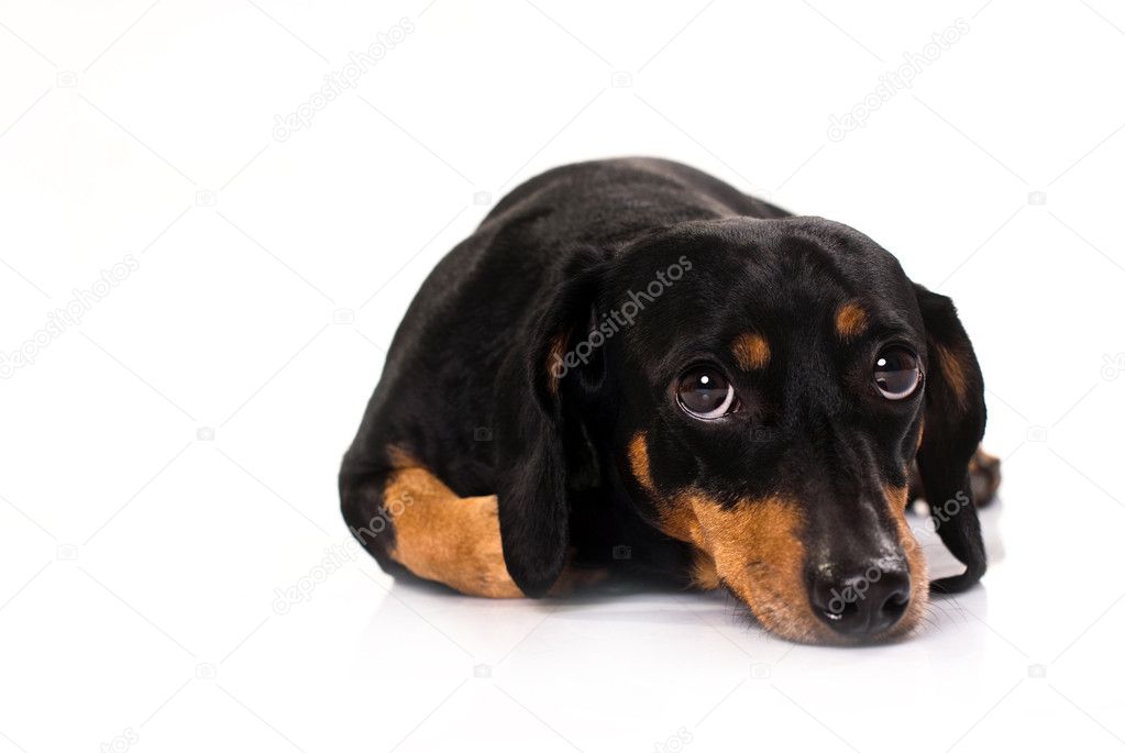 Funny dog from breed Dachshund