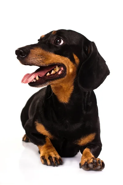 Смішна собака — стокове фото