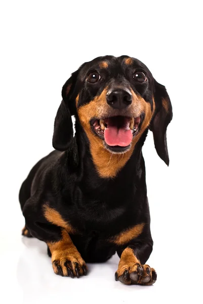 Osobliwości dachsund zabawny pies — Zdjęcie stockowe