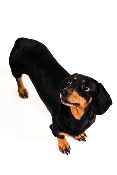 Zabawny pies z rasy dachsund — Zdjęcie stockowe