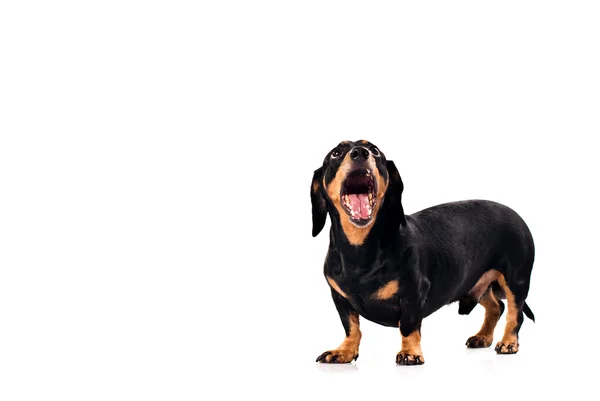 Funny dog from breed Dachsund — Stock Fotó