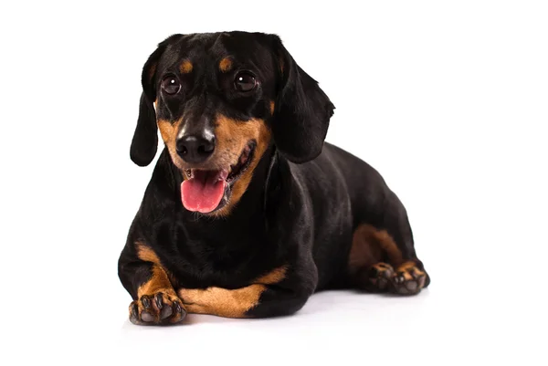 Смешная собака из породы Дахсунд Стоковая Картинка