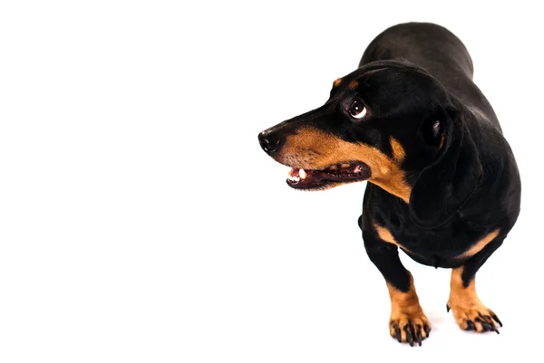 Cara de cão engraçado Fotos De Bancos De Imagens Sem Royalties
