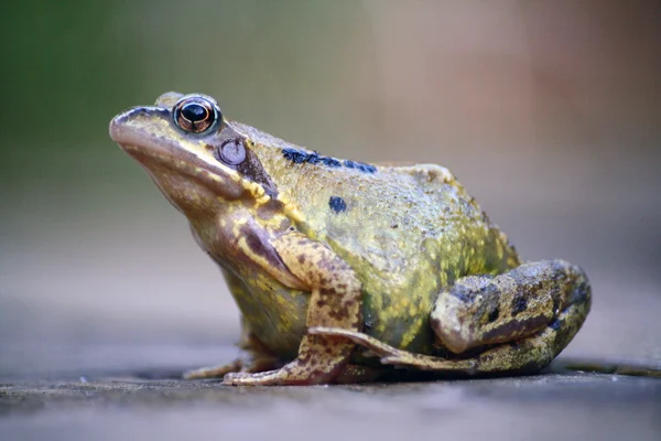 stock image Garden frog.