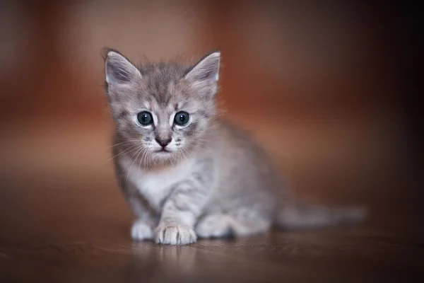 stock image Kitten