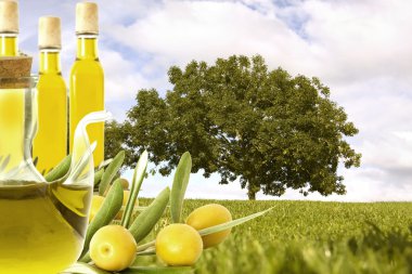 Petrol ve zeytin ve zeytin ağaçlarının alanının altına