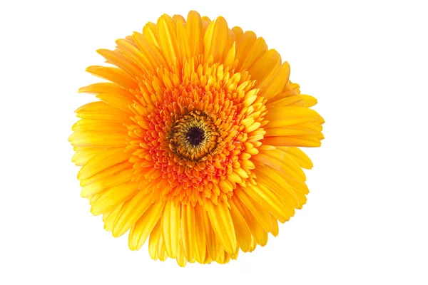 Gerbera, virágok és a természetes háttér — Stock Fotó