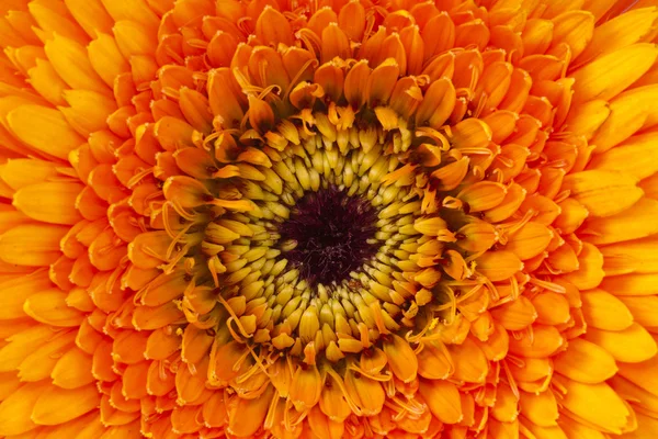 Gerber, květiny a přirozené pozadí — Stock fotografie