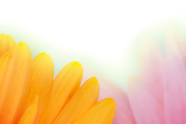 Gerbera, blommor och naturliga bakgrunder — Stockfoto