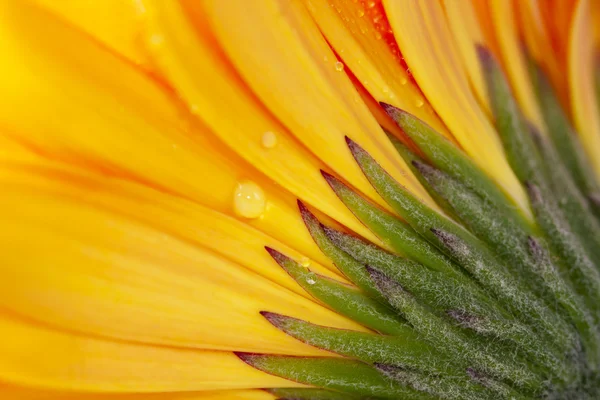 Gerberas, Blumen und natürliche Hintergründe — Stockfoto