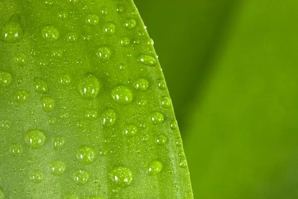 Gotas en la hoja, fondo verde — Foto de Stock