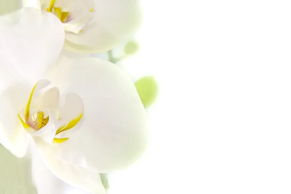 Біла орхідея на білому тлі — стокове фото