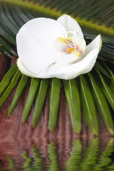 Taş ve çiçek, dekor ve resort spa — Stok fotoğraf