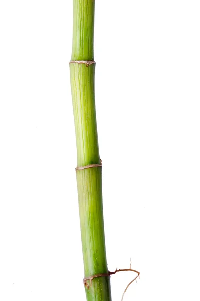 Haste de bambu tropical no fundo branco — Fotografia de Stock