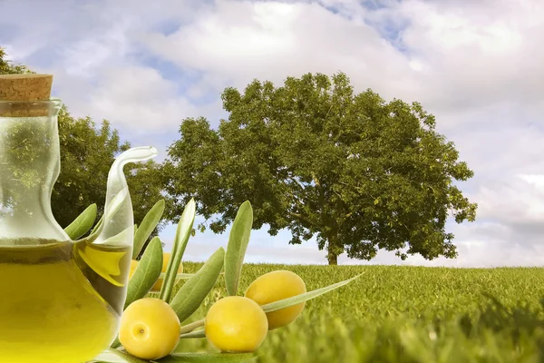 stock image Oil and olives in the bottom of the field of olive trees